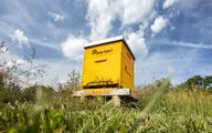 We are home to a whole colony of bees and an insect hotel on our company premises...