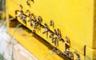 Nowadays, we are home to an entire colony of honeybees, as well as an insect sanctuary. This not only provides us with our own honey, but also makes an important contribution to the protection of their species. 